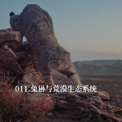 011.曾经高密度的兔狲种群消失了，我们的保护却才刚刚开始