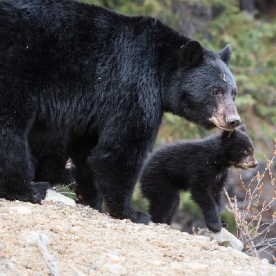 In the Know: Bear Teachings