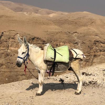 הדתה, לאומיות, ומשיחיות בכתבי אבות הציונות, בראי המאה ה-21. חלק ראשון