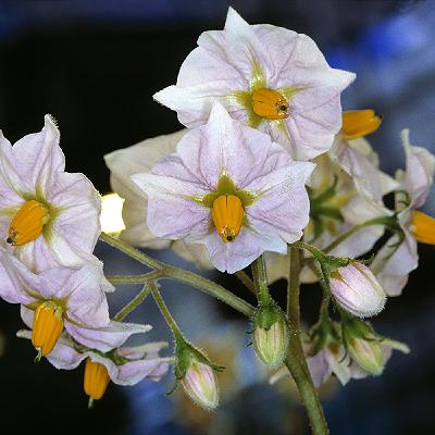 Die Kartoffel betritt die politische Weltbühne Die Kartoffel betritt die politische Weltbühne