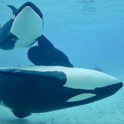 How do killer whales socialize when no one is watching?