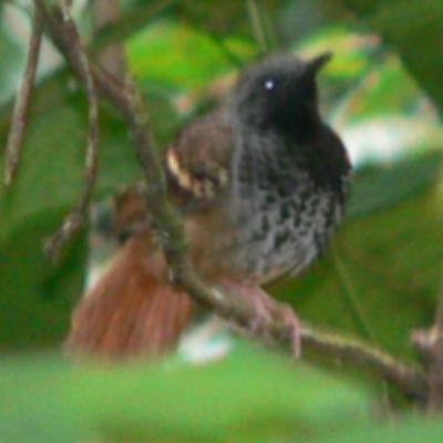 183 Murici, Brazil - Search for Scalloped Antbird 183 Murici, Brazil - Search for Scalloped Antbird