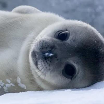 Episode 145 - Clubbing Baby Seals