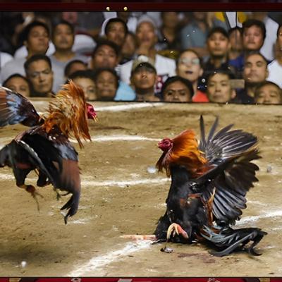 Đá Gà iWin Đá Gà iWin