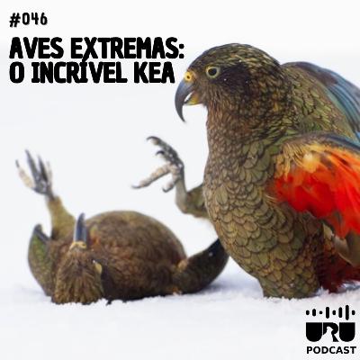 #046 - Série Aves Extremas: Kea, o papagaio da neve!