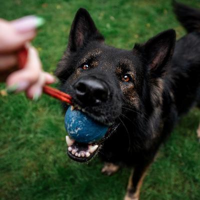 BONUS: Can Toys Replace Treats in Training?