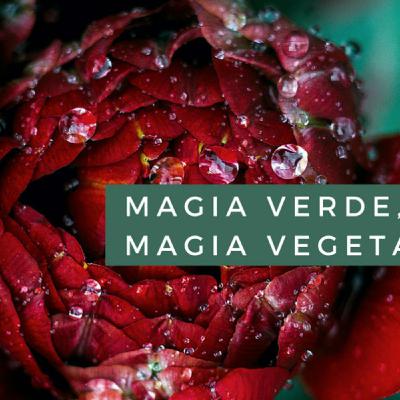 Magia verde, Magia Vegetal Cap. 9 Leyendo las hierbas del té