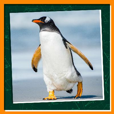 Getting to Know Penguins in Antarctica