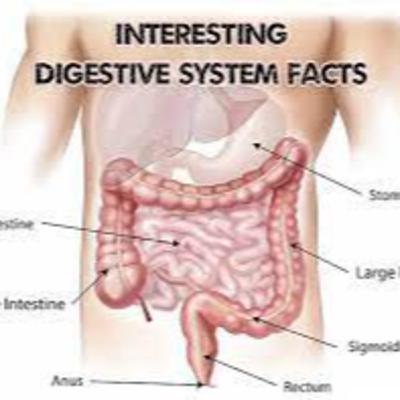 Top 10 Facts About Your Digestive System