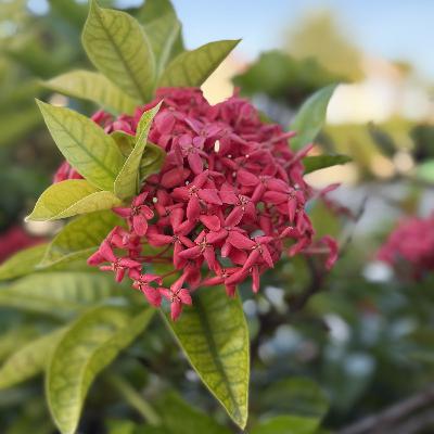 TRY GIVING THANKS (E1992). TRY GIVING THANKS (E1992).