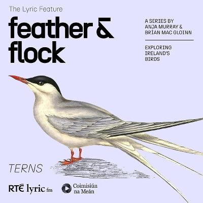 Feather and Flock - The Tern | The Lyric Feature