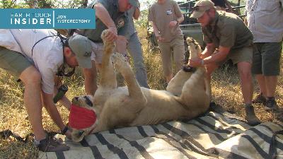 Lion Hysterectomy