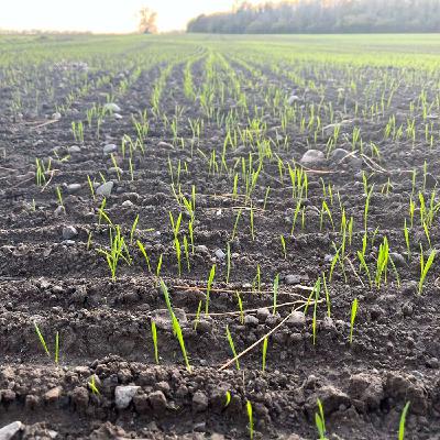 Autumn update from the Teagasc Oakpark farm
