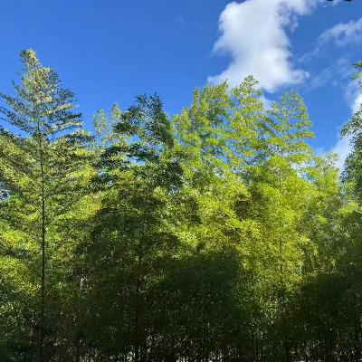 Vol 79情绪如何影响你的瑜伽与生活：从课堂能量到日常修心的觉察指南