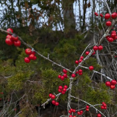 Ep. 559 - Looking Back on a Year of Botany Ep. 559 - Looking Back on a Year of Botany