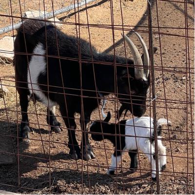 Pit Viper Goat Farm How To Tell When Goats Are Pregnant Differences Between Good Goats & BAD Goats π Pit Viper Goat Farm How To Tell When Goats Are Pregnant Differences Between Good Goats & BAD Goats π
