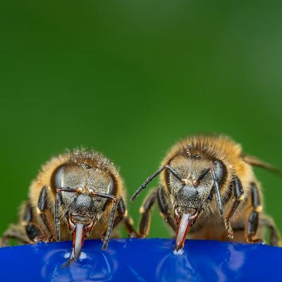 Ep. 448: Be The Killer Bee