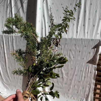 Preview: Gathering a Local Lulav: A Diasporist Approach to Sukkot