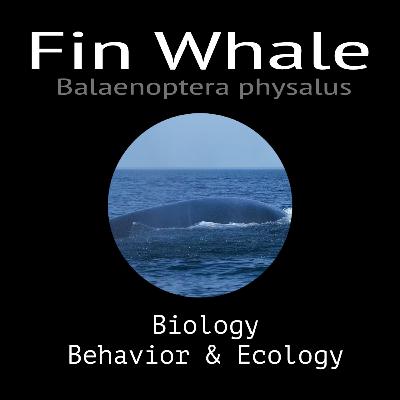 Fin Whale - Biology, Behavior and Ecology