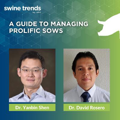 #SHORTS: A guide to managing prolific sows - Dr. David Rosero