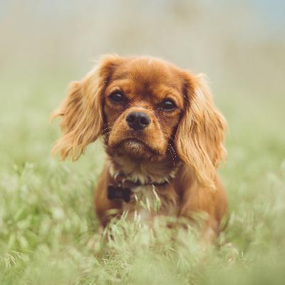 41 - Ein liebendes Herz / der Hund als Gefährte