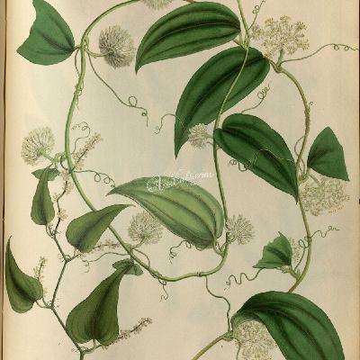 Show 276: Smilax