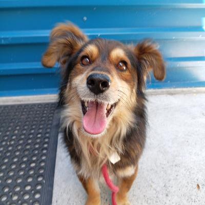 Home A Hound: Introducing Gatsby Home A Hound: Introducing Gatsby