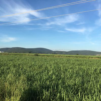 Tradiciones de fin de año