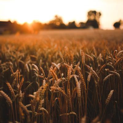 Seed oils, glyphosate, corn syrup, and ethanol? How are Iowa farmers reacting? Seed oils, glyphosate, corn syrup, and ethanol? How are Iowa farmers reacting?