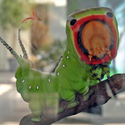 Was man sonst nicht sieht: Raupen & Falterpuppen im Detail – Natur trifft Kunst