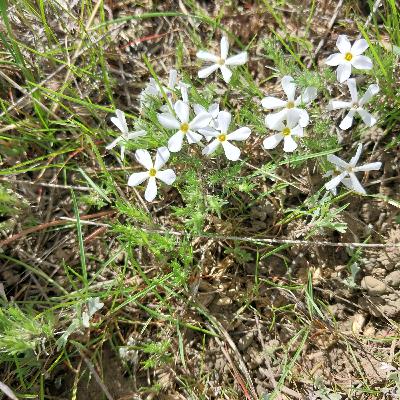 Moss Phlox (Phlox hoodii)