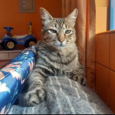 32: La historia de Samuel, el gatito destinado a cambiar la vida de su humana