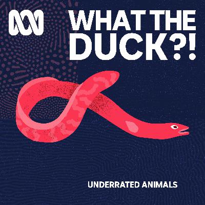 Underrated animals: Short-finned eel