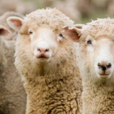 Proposed changes to the EU Common Agricultural Plan budget
