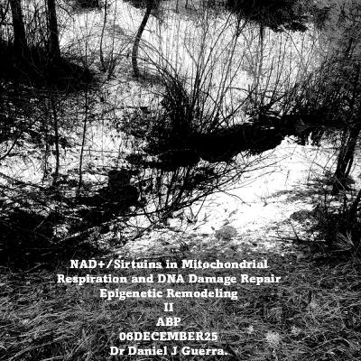 NAD+/Sirtuins in Mitochondrial Respiration and DNA Damage Repair Epigenetic Remodeling II ABP 06DECEMBER25 Dr Daniel J Guerra. NAD+/Sirtuins in Mitochondrial Respiration and DNA Damage Repair Epigenetic Remodeling II ABP 06DECEMBER25 Dr Daniel J Guerra.