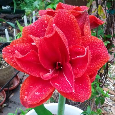 Ep. 40: The Amaryllis -- Erin Greneaux