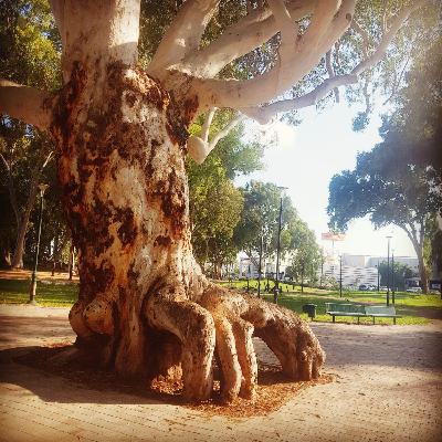 אחרית הימים - תחת עץ האקליפטוס