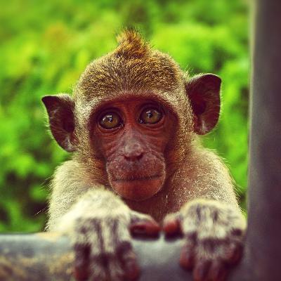 1.17 monkey off my back 1.17 monkey off my back