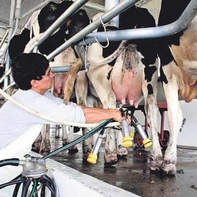 Tambo. Rentabilidad, Insumos y que hacer frente a una nueva devaluación Tambo. Rentabilidad, Insumos y que hacer frente a una nueva devaluación