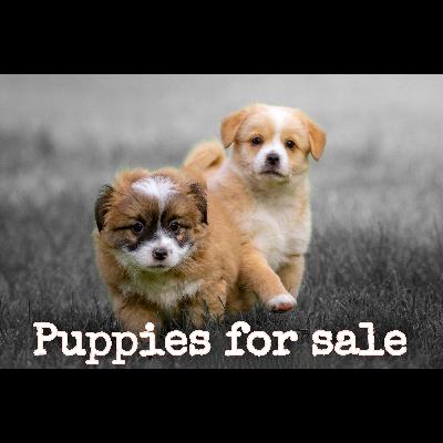 "Puppies for Sale" "Puppies for Sale"