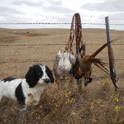 2020 Combo Limit Pheasants & Sharptails 2020 Combo Limit Pheasants & Sharptails
