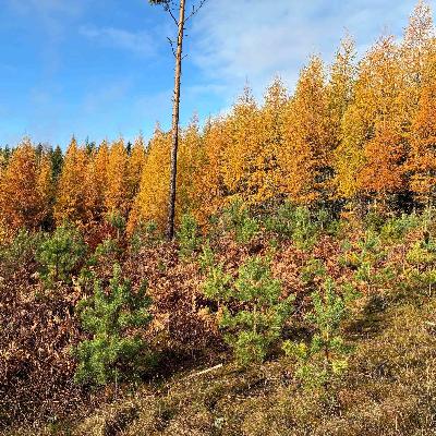 Framtidens plantor Framtidens plantor