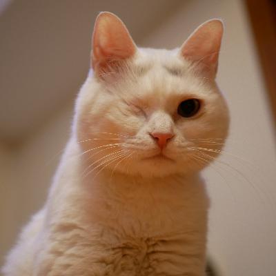 21.梦媛：凌晨三点喂罐头，我的猫得了糖尿病