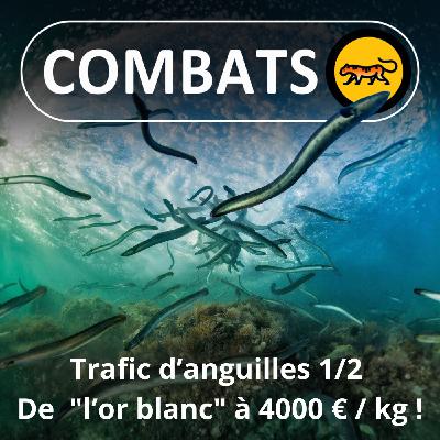 S05E50 : Trafic de civelles (anguilles) 1/2 : "l'or blanc" à 4000 euros le kilo...