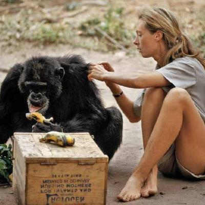 My Life with the Chimpanzees by Jane Goodall