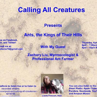 Calling All Creatures Presents Ants, the Kings of Their Hills