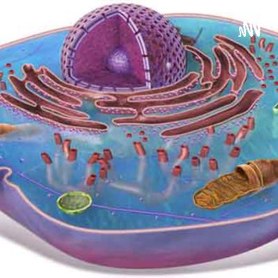 Glucólisis y Respiración Celular