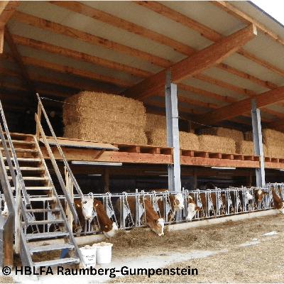 Folge 149: Stallbau für Jungvieh – Tierwohl und Praxis im Fokus!