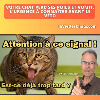 VOTRE CHAT PERD SES POILS ET VOMIT. L'URGENCE À CONNAÎTRE AVANT LE VÉTO