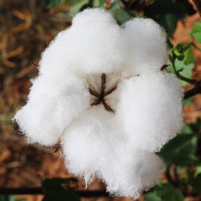 Episode 3 - Medieval Misconception: Cotton